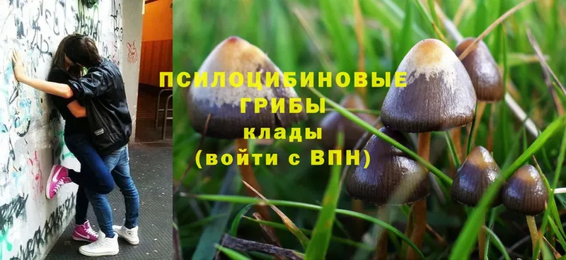 Псилоцибиновые грибы Psilocybe  где найти   Городец 